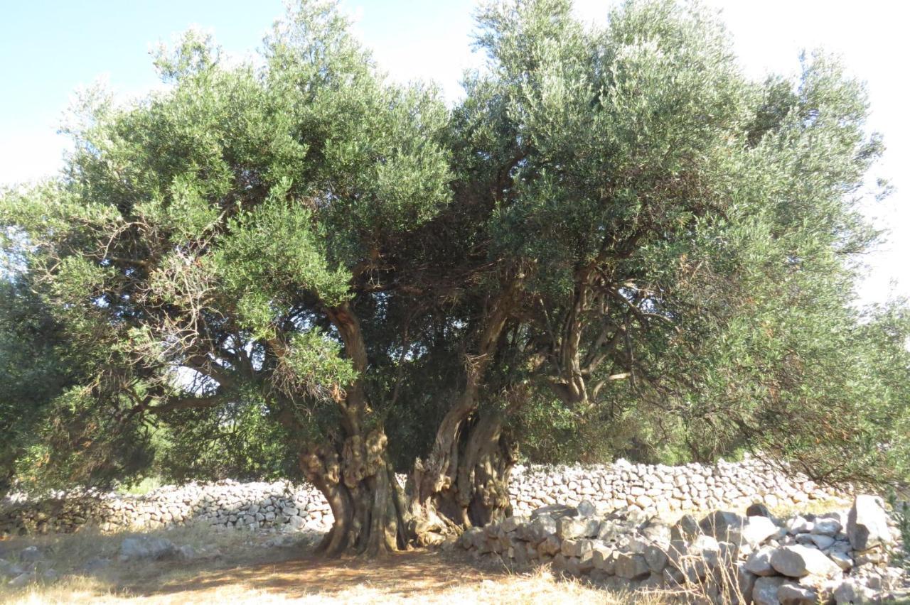 דירות מאנדרה Modra Kuca מראה חיצוני תמונה