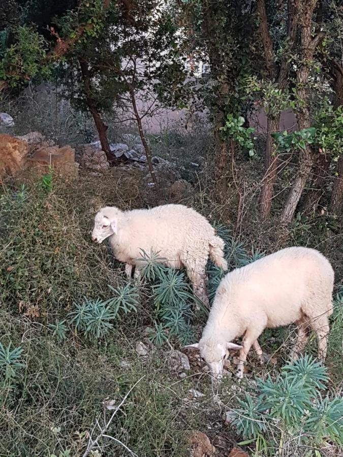 דירות מאנדרה Modra Kuca מראה חיצוני תמונה